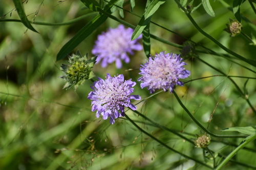 Field Scabious