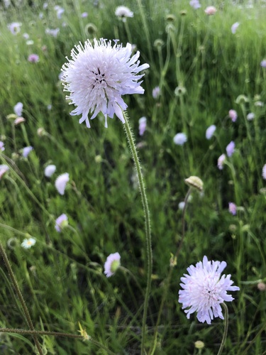 Field Scabious