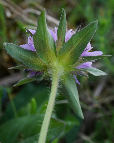 Field Scabious