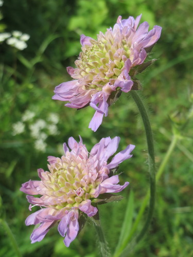 Field Scabious