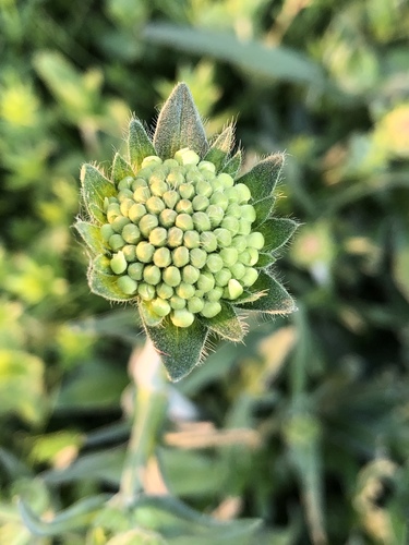 Field Scabious