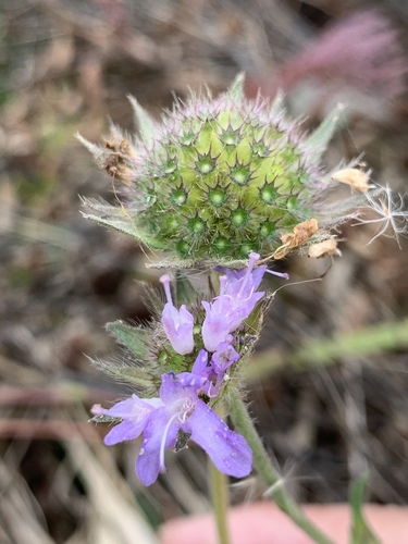 Field Scabious