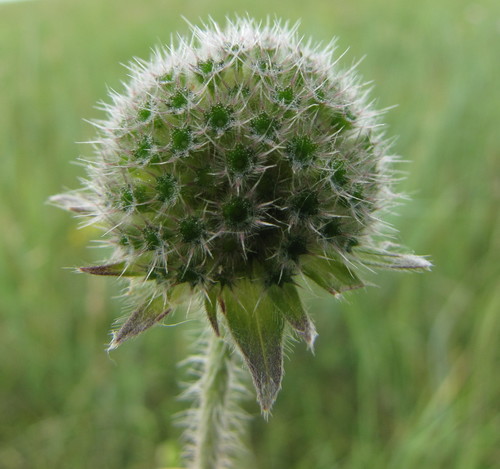 Field Scabious