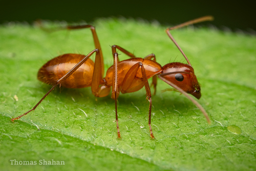 Chestnut Carpenter Ant