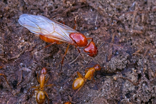 Chestnut Carpenter Ant