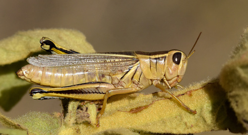 Two-striped Grasshopper