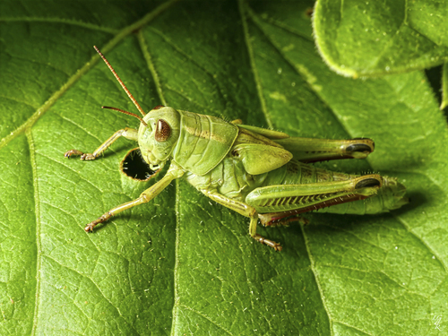Two-striped Grasshopper
