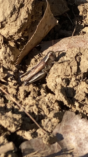 Two-striped Grasshopper