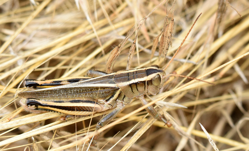 Two-striped Grasshopper