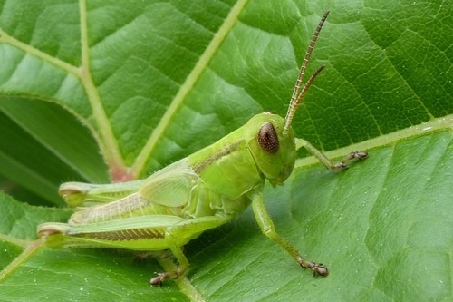 Two-striped Grasshopper