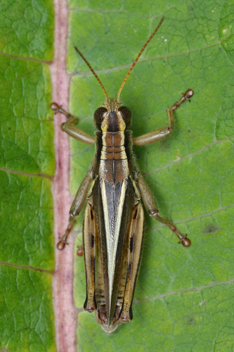 Two-striped Grasshopper