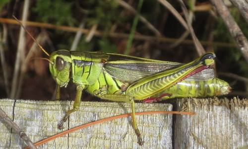 Two-striped Grasshopper