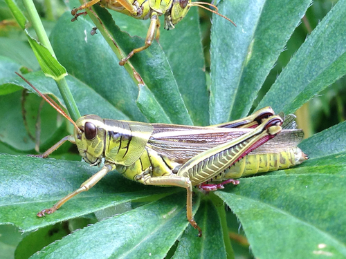 Two-striped Grasshopper