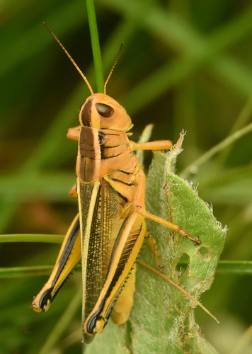 Two-striped Grasshopper