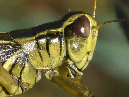 Two-striped Grasshopper