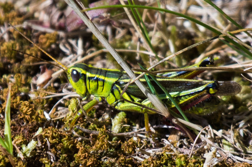 Two-striped Grasshopper
