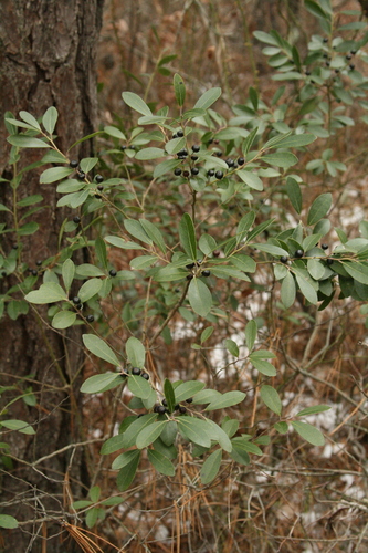 gallberry