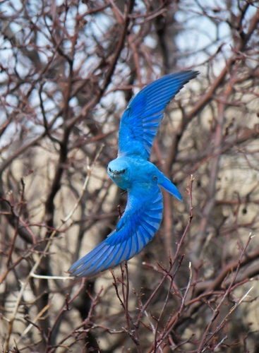 Mountain Bluebird