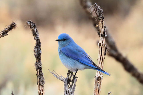Mountain Bluebird