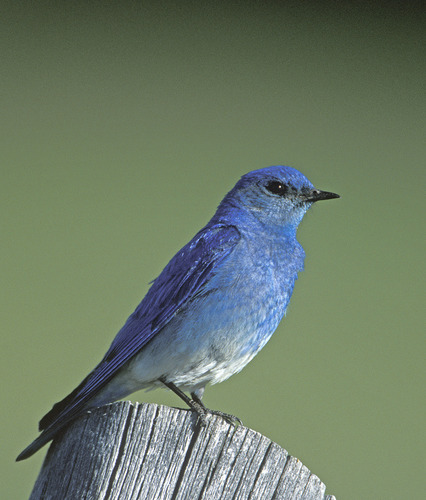 Mountain Bluebird