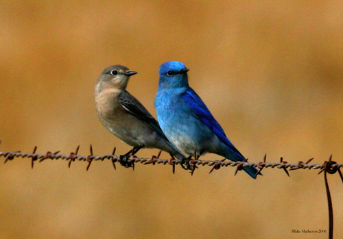 Mountain Bluebird
