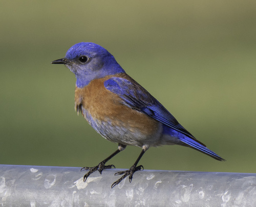Western Bluebird