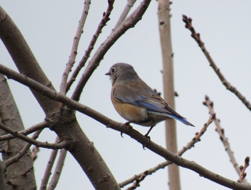 Western Bluebird