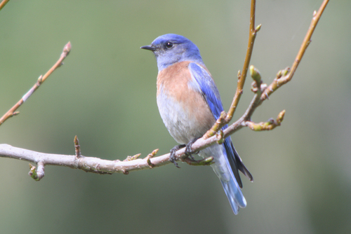 Western Bluebird