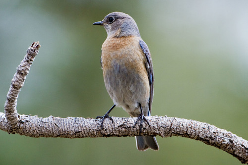 Western Bluebird