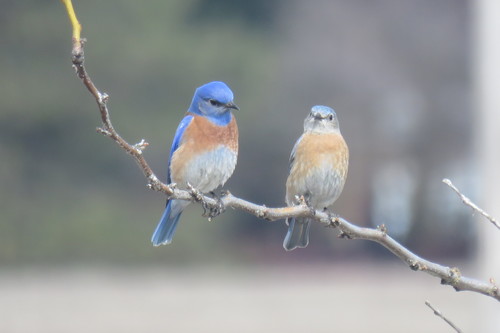 Western Bluebird