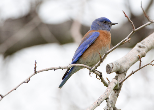 Western Bluebird