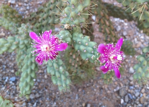 Chain-fruit Cholla