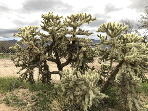 Chain-fruit Cholla