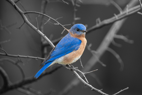 Eastern Bluebird
