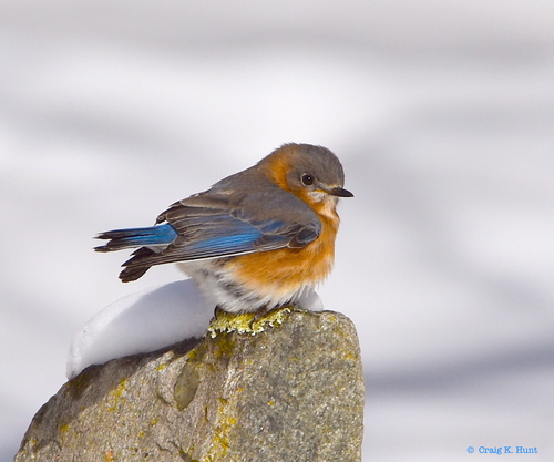 Eastern Bluebird