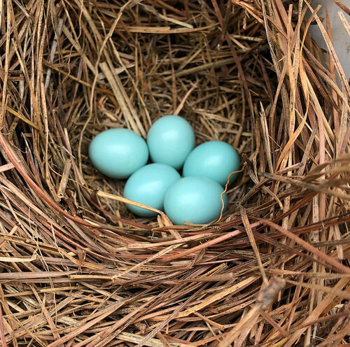 Eastern Bluebird