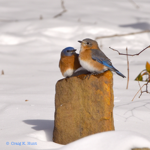 Eastern Bluebird