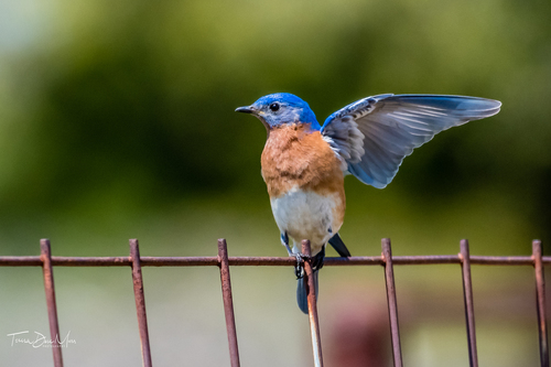 Eastern Bluebird