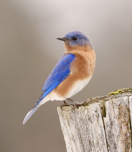Eastern Bluebird