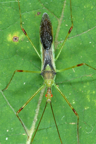 Pale Green Assassin Bug