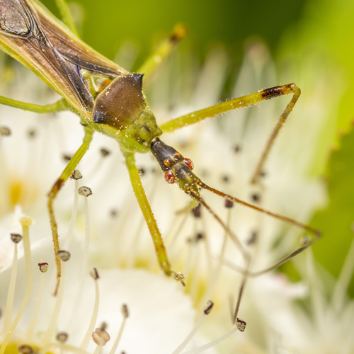 Pale Green Assassin Bug