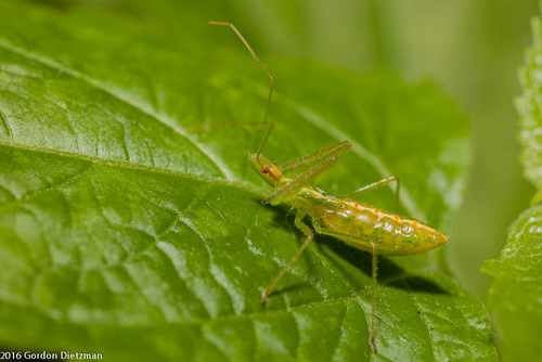 Pale Green Assassin Bug