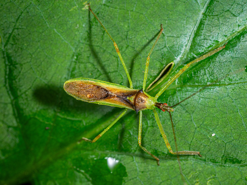 Pale Green Assassin Bug