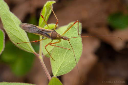 Pale Green Assassin Bug