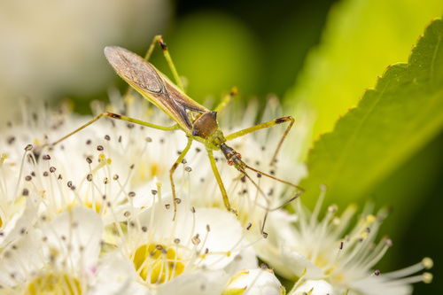 Pale Green Assassin Bug