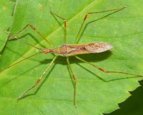 Pale Green Assassin Bug