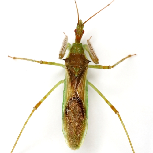 Pale Green Assassin Bug