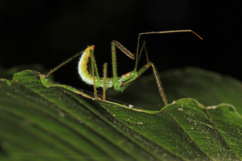 Pale Green Assassin Bug