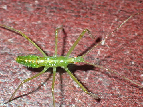 Pale Green Assassin Bug