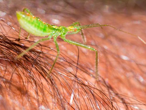 Pale Green Assassin Bug